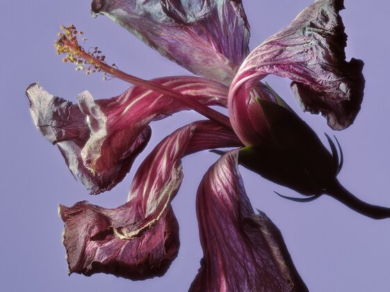 AV_Jaques Brun_HIBISCUS