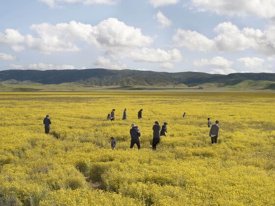 AV_Louis_Heilbronn_Yellow_Field
