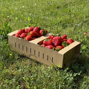 Papírový košík na ovoce a zeleninu