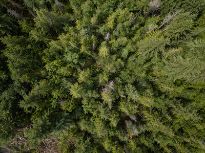 aerial-view-from-above-on-the-green-trees-in-the-f-2022-04-06-05-42-53-utc